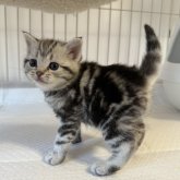 アメリカンショートヘア