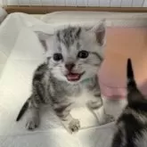 アメリカンショートヘア【東京都・男の子・2025年3月7日・シルバータビー】の写真1