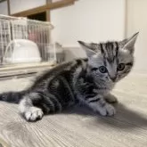 アメリカンショートヘア