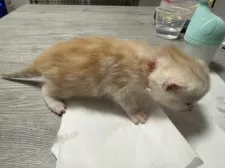 アメリカンショートヘア【東京都・女の子・2024年12月28日・カメオタビー】の写真9