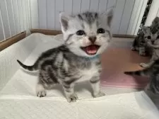 アメリカンショートヘア【東京都・男の子・2025年3月7日・シルバータビー】の写真5