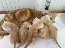 アメリカンショートヘア【東京都・女の子・2024年12月28日・カメオタビー】の写真10