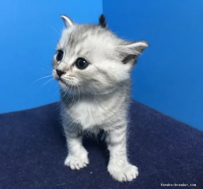 くりすけ 様のお迎えした子猫