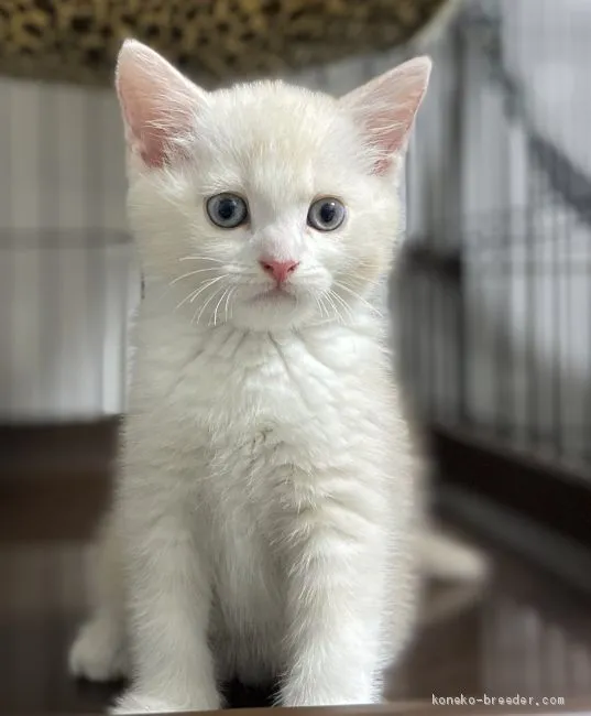ID:2010-01075の子猫