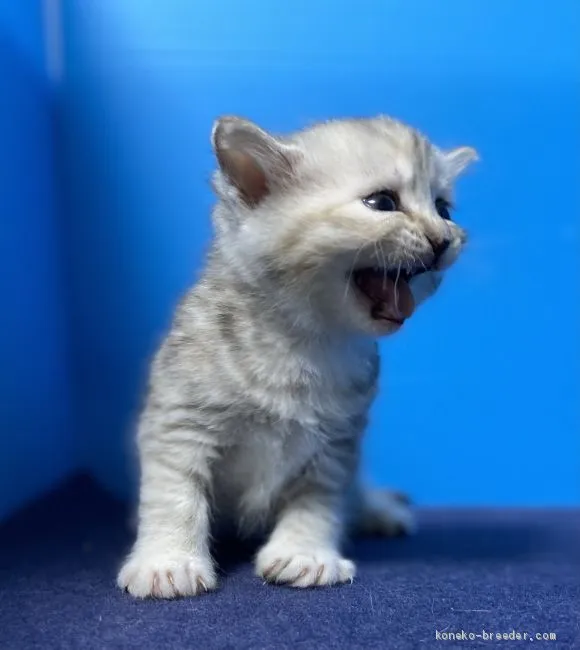 h.h 様のお迎えした子猫