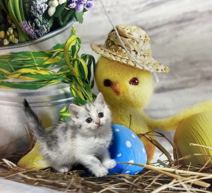 Y.A 様のお迎えした子猫