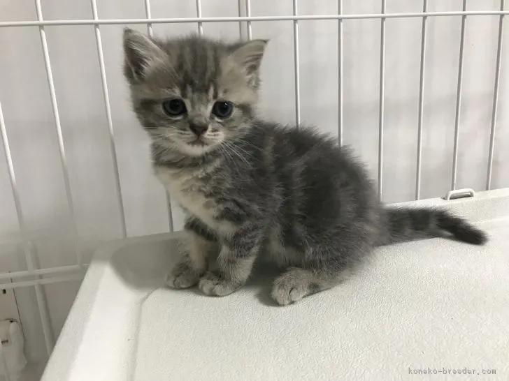 ID：1812-00430の子猫