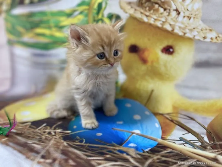 N.E 様のお迎えした子猫