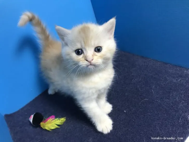 ID：1910-00385の子猫