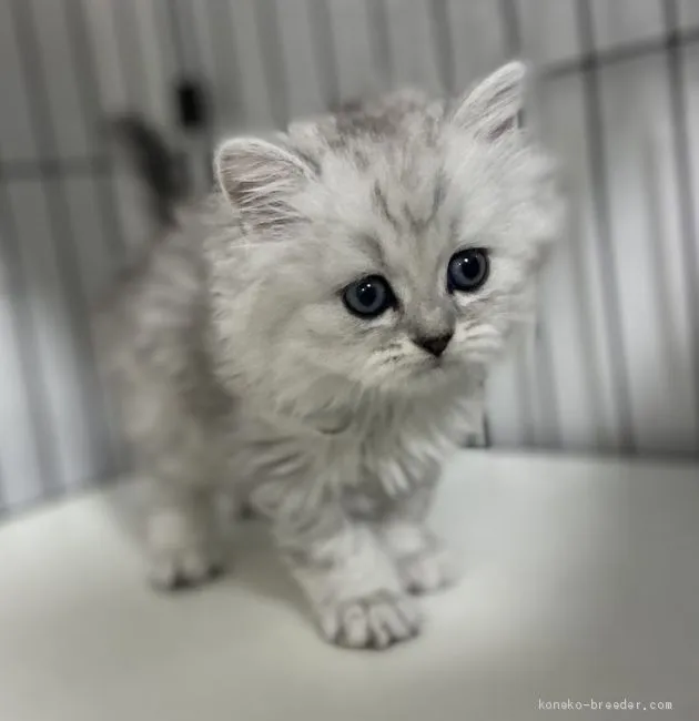 ID：2102-01770の子猫