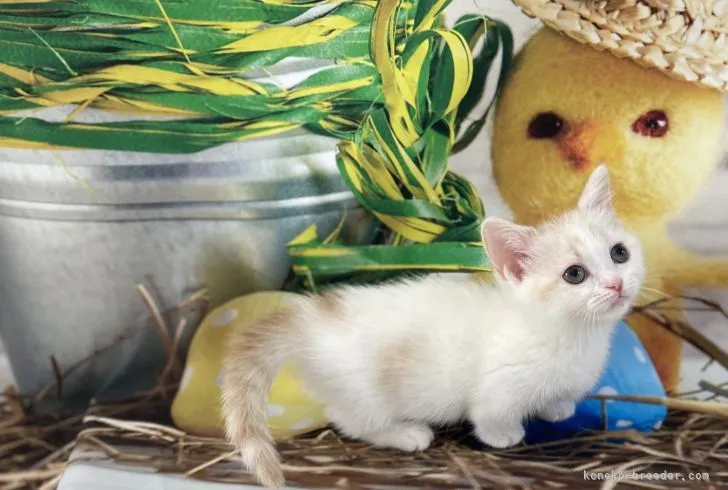 ID:2105-02480の子猫