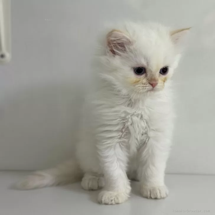 ID:2408-02209の子猫