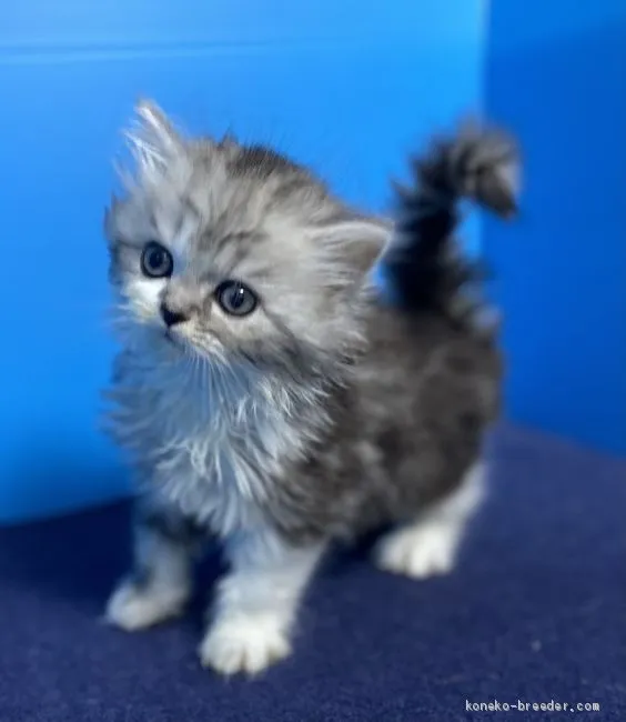 ID：2101-00525の子猫