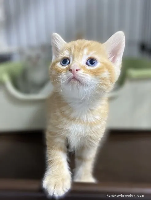 R 様のお迎えした子猫