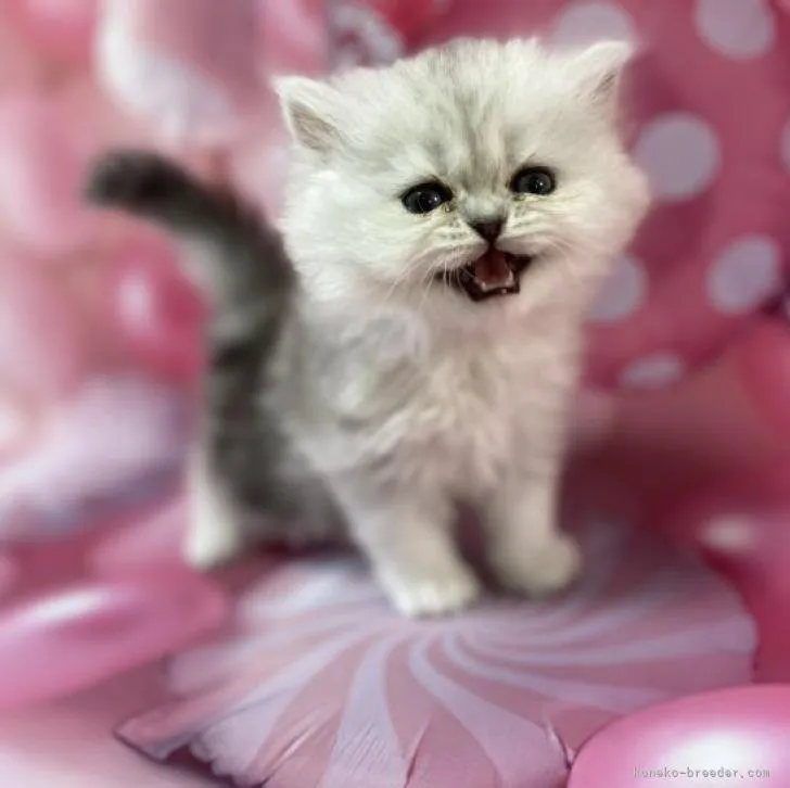 ID：2301-00697の子猫