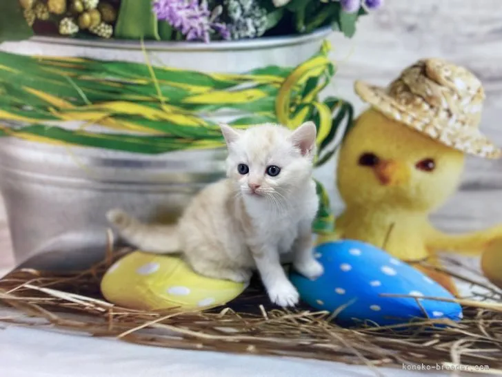 K. 様のお迎えした子猫