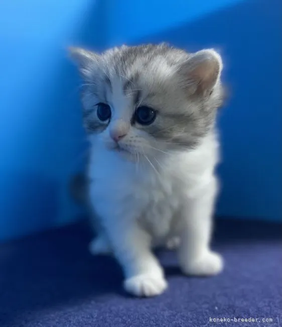 ID:2104-00990の子猫