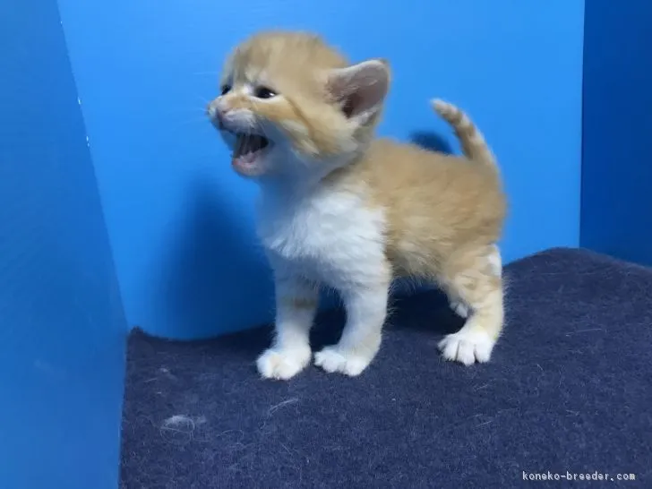 ID:1903-00960の子猫
