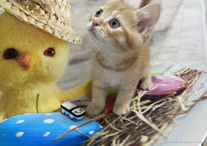 moko mama 様のお迎えした子猫