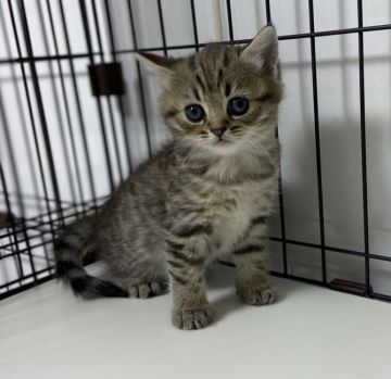 ミヌエット【群馬県・女の子・2021年2月14日・ブラウンタビー（ふわふわショート　足長）】の写真「🌸目がくりくりのめちゃくちゃ可愛い女の子です🌸」