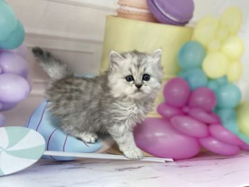 ペルシャ(チンチラ)【群馬県・男の子・2022年3月31日・シェーデッドシルバー（ふわもこロング）】の写真「🌸めちゃめちゃ可愛い僕ちんです。5月末迄の募集🌸」