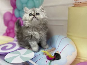 ペルシャ(チンチラ)【群馬県・女の子・2022年3月13日・シェーデッドシルバー（ふわふわロング）】の写真「🌸文句無しの可愛いさ。そのままお連れOKです🌸」