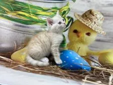 ミヌエット【群馬県・男の子・2022年1月17日・クリームタビー&ホワイト 足長】の写真1「3/6撮影です。」