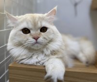 ペルシャ(チンチラ)【・男の子・2024年6月15日・クリームカメオ】