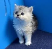 ミヌエット【群馬県・女の子・2020年4月13日・シルバーパッチドタビー&ホワイト】の写真2