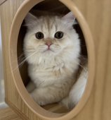 ペルシャ(チンチラ)【・男の子・2024年6月15日・クリームカメオ】