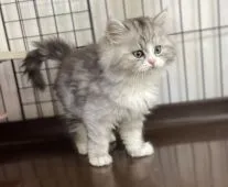 ミヌエット【群馬県・男の子・2020年11月6日・シルバータビー&ホワイト】の写真3