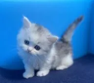 ミヌエット【群馬県・女の子・2021年3月11日・シルバーパッチドタビー&ホワイト】の写真4