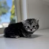 ミヌエット(短足)【群馬県・男の子・2025年11月13日・シルバータビー】の写真10