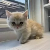 ミヌエット(短足)【群馬県・男の子・2025年6月14日・カメオタビー&ホワイト】の写真6