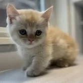 ミヌエット(短足)【群馬県・男の子・2025年6月14日・カメオタビー&ホワイト】の写真7