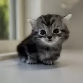 ミヌエット(短足)【群馬県・男の子・2025年11月13日・シルバータビー】の写真11