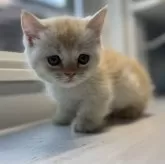 ミヌエット(短足)【群馬県・男の子・2025年6月14日・カメオタビー&ホワイト】の写真8