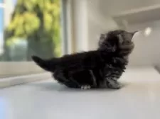 ミヌエット(短足)【群馬県・男の子・2025年11月13日・シルバータビー】の写真12