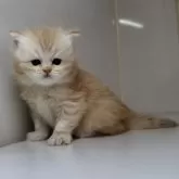 ミヌエット(長足)【群馬県・男の子・2025年10月25日・カメオタビー又はレッドタビー】の写真2