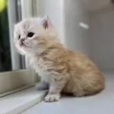 ミヌエット(長足)【群馬県・男の子・2025年10月25日・レッドタビー】の写真14