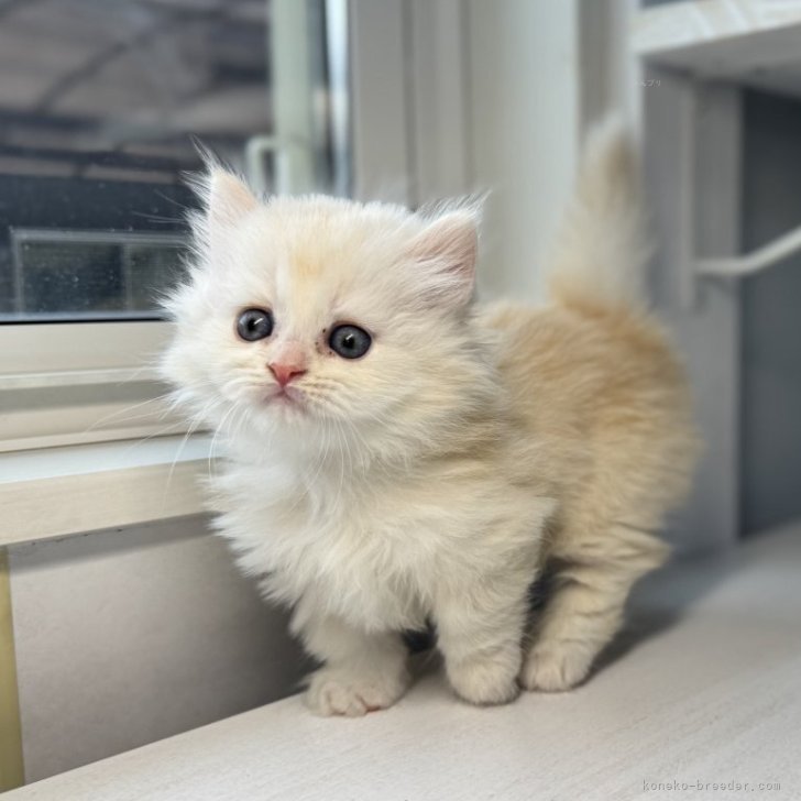 ミヌエット cat_img_1_e2ffbcf84a24.jpg