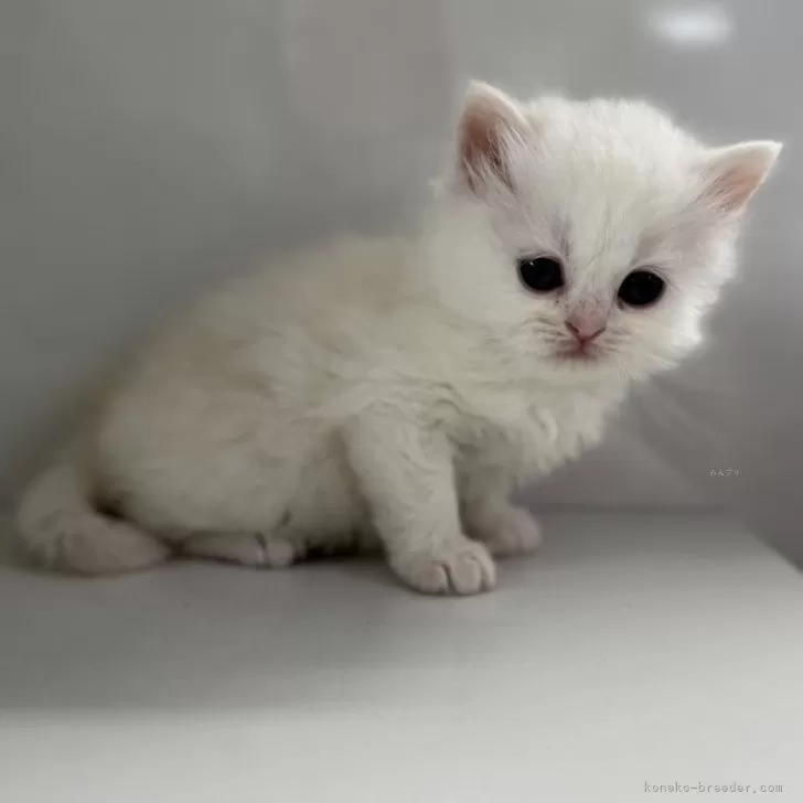 ID:2503-01063の子猫