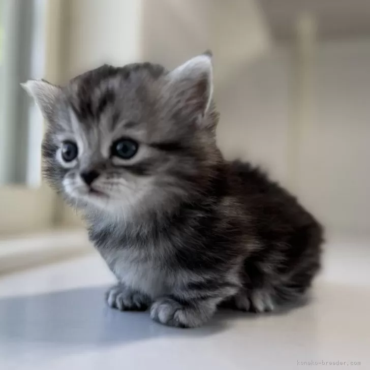 ミヌエット(短足)【群馬県・男の子・2025年11月13日・シルバータビー】の写真1