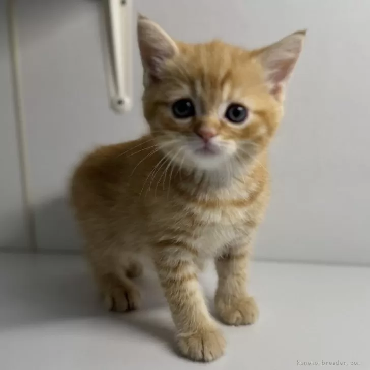 ID:2504-00246の子猫