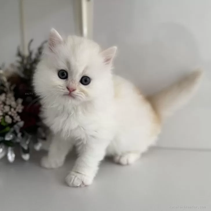 ID:2411-02929の子猫