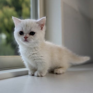 ミヌエット(短足)【群馬県・女の子・2025年10月25日・カメオタビー&ホワイト（ショート）】の写真「🌸短足のまん丸な可愛いい女の子🌸」