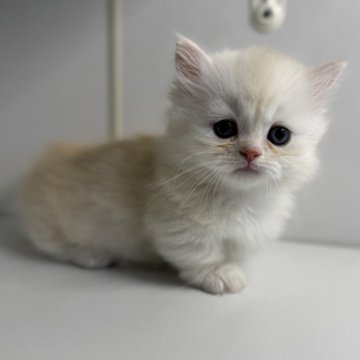 ミヌエット(短足)【群馬県・男の子・2025年2月20日・カメオタビー&ホワイト（ふわふわロング）】の写真「🌸きゃわい！4/20迄の募集です🌸」