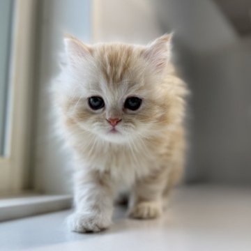 ミヌエット(長足)【群馬県・男の子・2025年10月25日・レッドタビー（ロングコート）】の写真「🌸きゃわい➖➖➖僕ちゃん🌸」