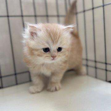 ミヌエット(長足)【群馬県・男の子・2025年10月25日・カメオタビー又はレッドタビー（ロングコート）】の写真「🌸きゃわい➖➖僕ちゃん🌸」