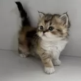 ミヌエット(長足)【群馬県・女の子・2025年2月5日・ブラウンパッチドタビー&ホワイト】の写真1